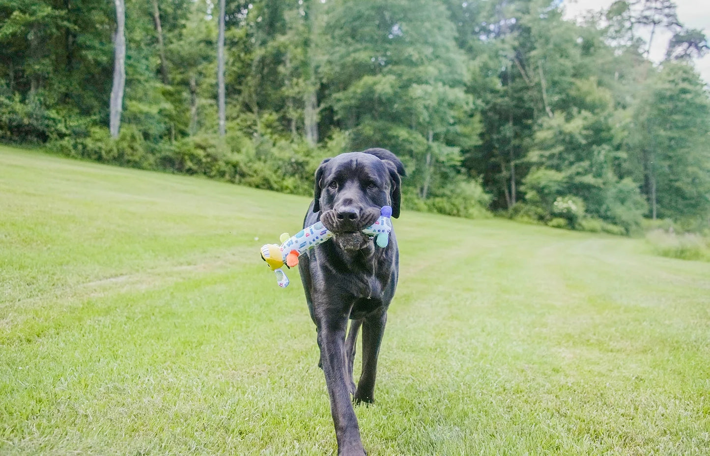 Plush Smiling Dog Toy, Medium Size, Squeaker