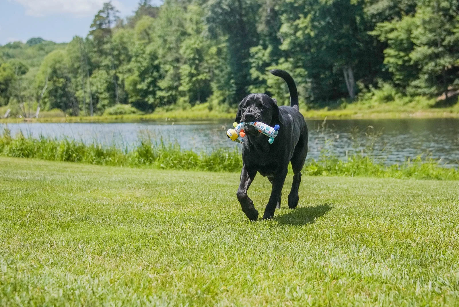 Plush Smiling Dog Toy, Medium Size, Squeaker