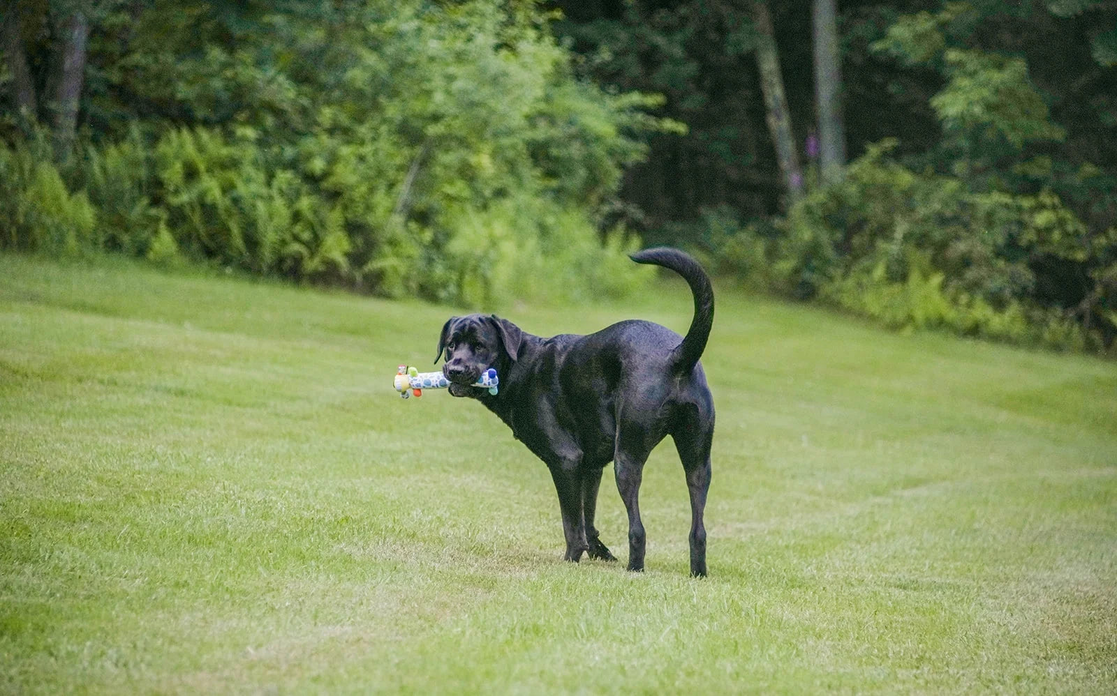 Plush Smiling Dog Toy, Medium Size, Squeaker